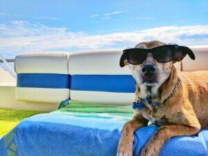 Urlaub mit Hund an der Ostsee: PErfektes Reiseziel für Vierbeiner