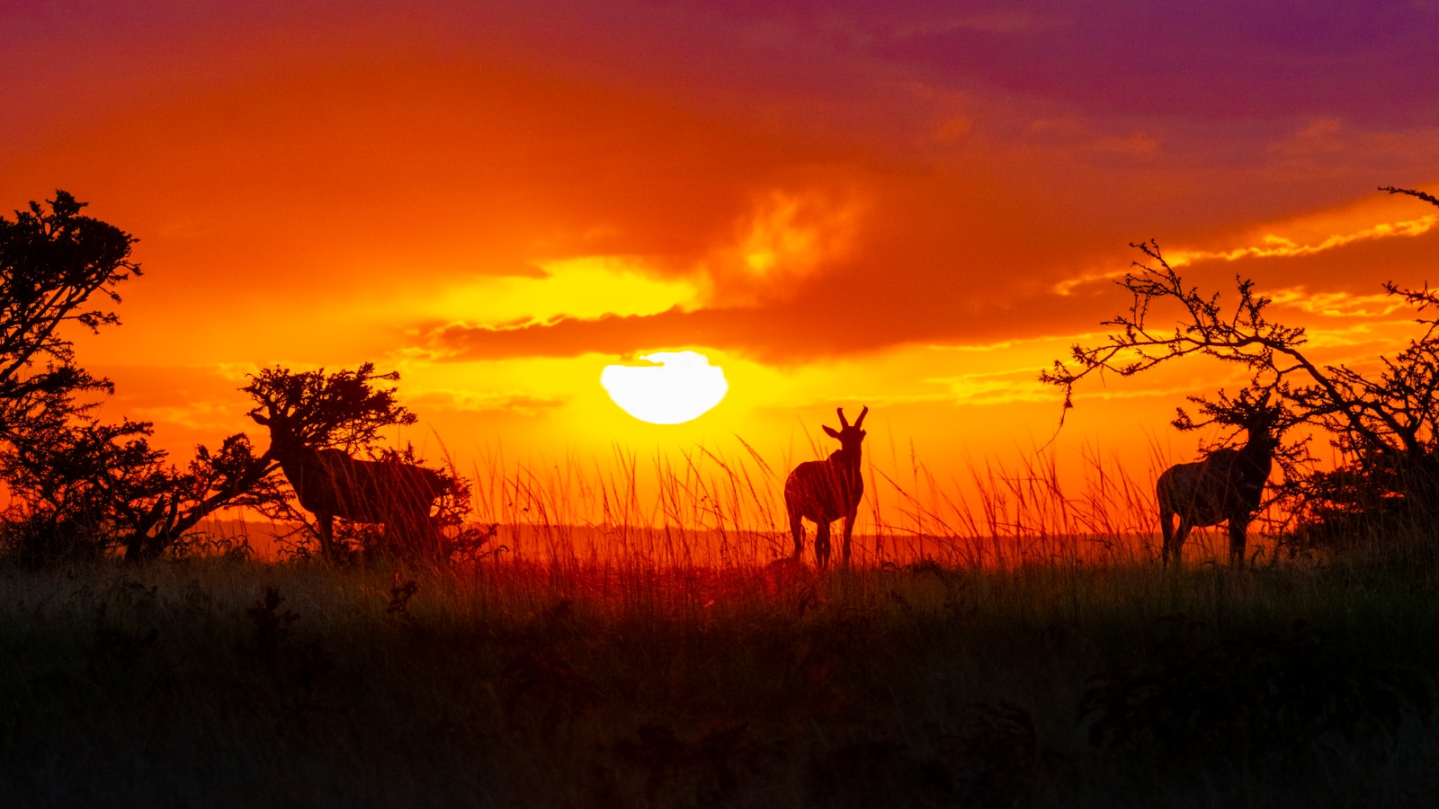 Die Suche des Reisenden: Die Schönheit der Tierwelt durch Fotografie entdecken